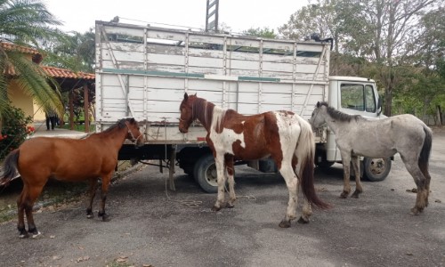 Centro de Controle de Zoonoses de Volta Redonda recolhe sete cavalos soltos em vias públicas